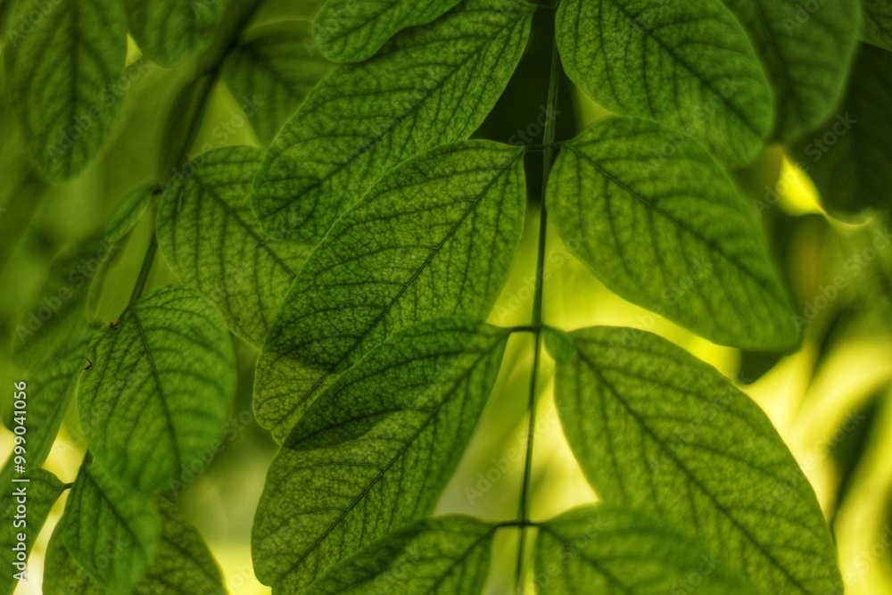green leaves background green leaves background