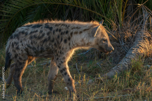 Spotted hyena back lit side profile walking in the wilderness of Botswana photo