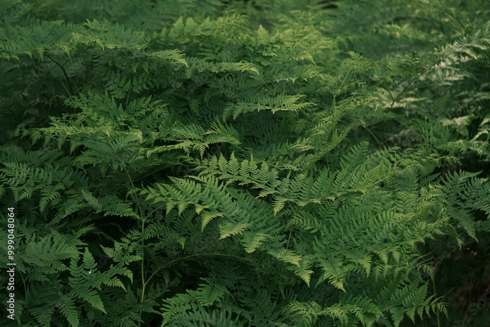Fototapeta premium green fern in the forest