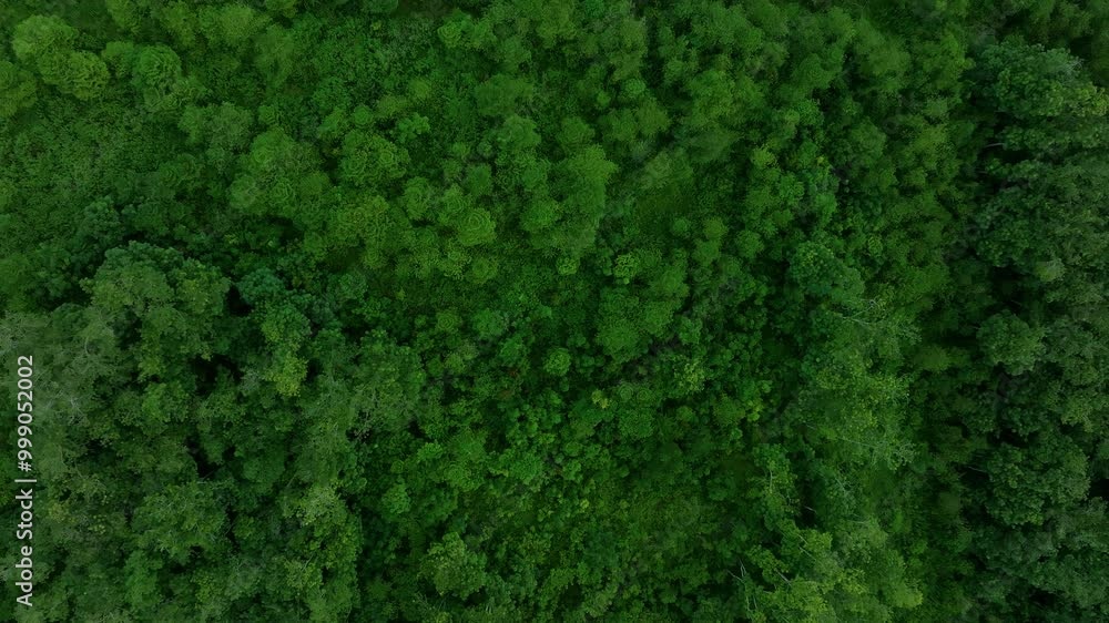 Explore the Lush Greenery of the Amazon Rainforest in This Captivating Aerial View of Dense Tree Canopies During a Sunny Afternoon Explore the Lush Greenery of the Amazon Rainforest in This Captivating Aerial View of Dense Tree Canopies During a Sunny Afternoon