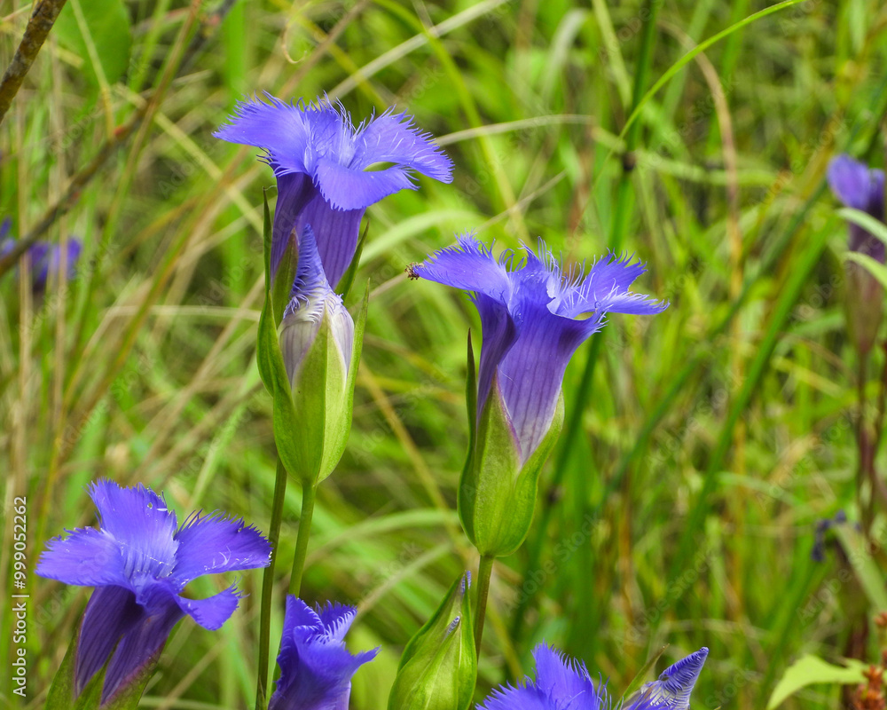 Gentianopsis spp Fringed Gentian Native North American Wetland Wildflower Gentianopsis spp Fringed Gentian Native North American Wetland Wildflower
