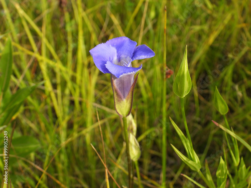 Gentianopsis spp Fringed Gentian Native North American Wetland Wildflower photo