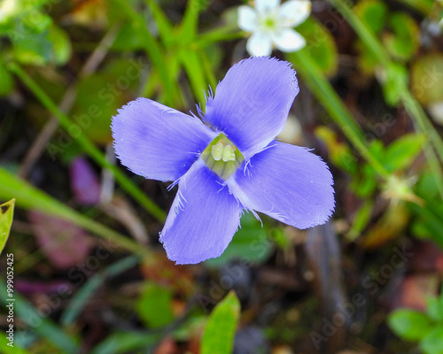 Gentianopsis spp Fringed Gentian Native North American Wetland Wildflower photo