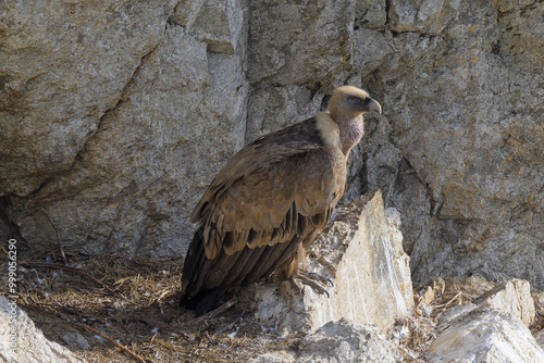 Retrato de Buitres Leonados en Guadarrama photo