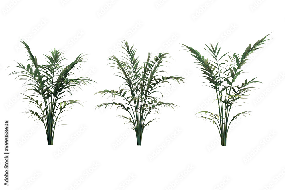 Naklejka premium Green palm tree isolated on white background. 3D rendering image.