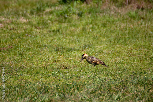 Pájaro carpintero photo