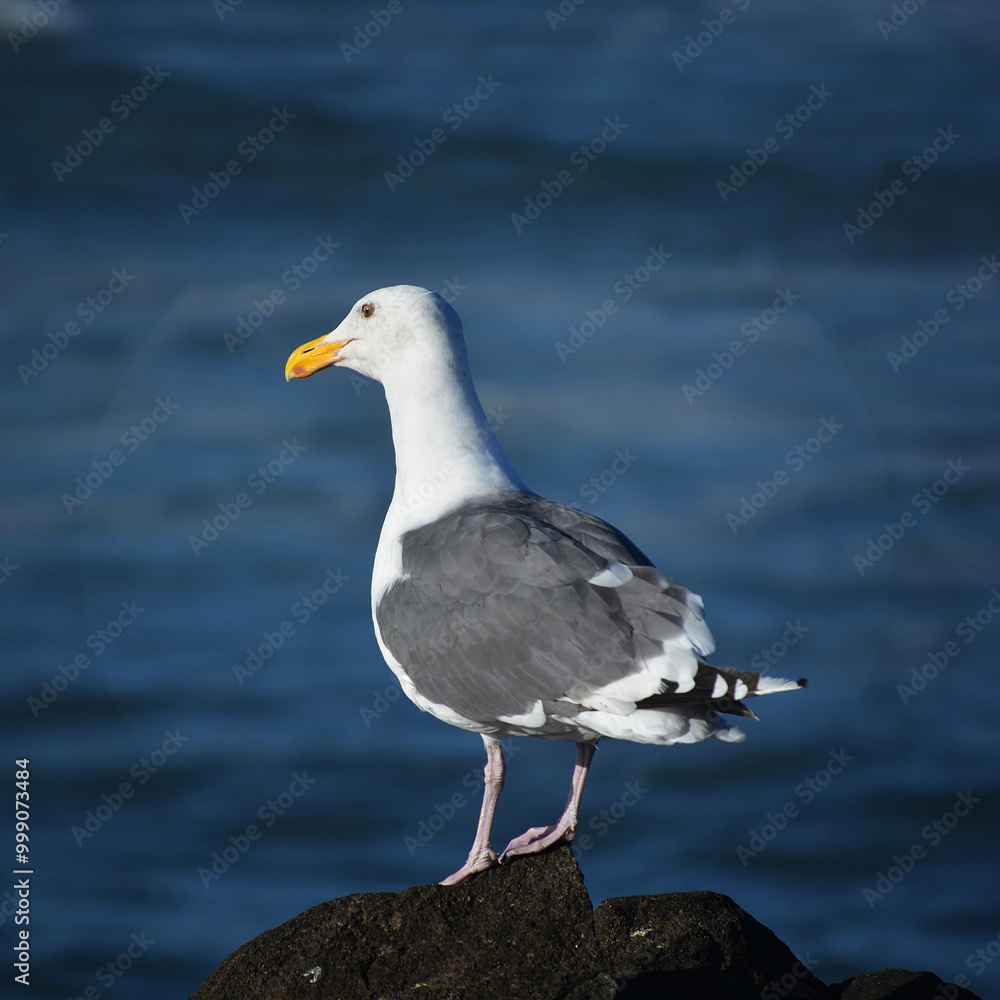 Seagull stands on rock looking over ocean water at beach. Seagull stands on rock looking over ocean water at beach.
