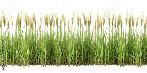 Top view long grass row perspective, isolated on a transparent background png