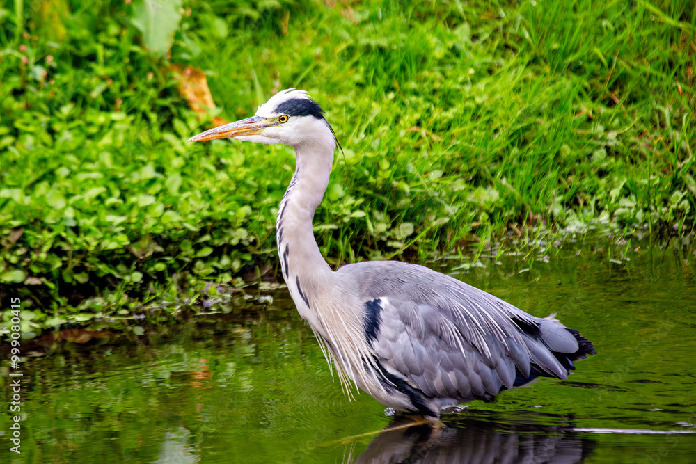 Grey Heron (Ardea cinerea) wading in water in Dublin, Ireland, common in wetlands and rivers. Grey Heron (Ardea cinerea) wading in water in Dublin, Ireland, common in wetlands and rivers.