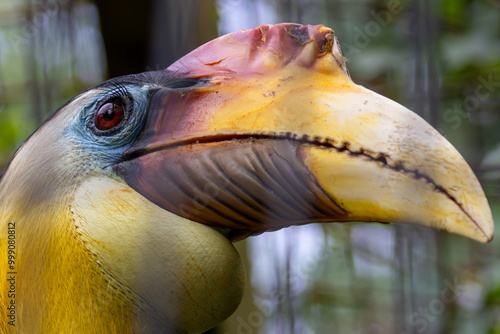 Wrinkled Hornbill (Rhabdotorrhinus corrugatus) in tropical rainforests, commonly found in Southeast Asia photo