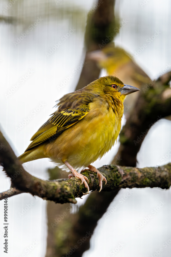 Obraz premium Village Weaver (Ploceus cucullatus) in grasslands and savannas, commonly found in Sub-Saharan Africa.