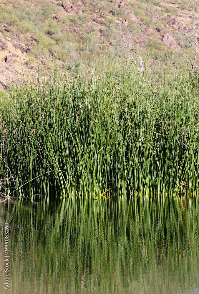 Desert oasis view of riparian habitat of El Rio Preserve in Marana, Arizona Desert oasis view of riparian habitat of El Rio Preserve in Marana, Arizona