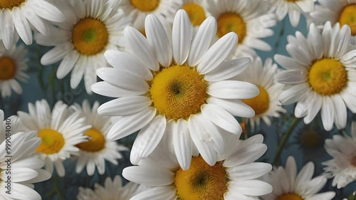 a cheerful daisy with white petals and a cute, smiling face, set against a blurred pastel backdrop 