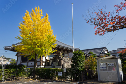 yellow leaves tokyo