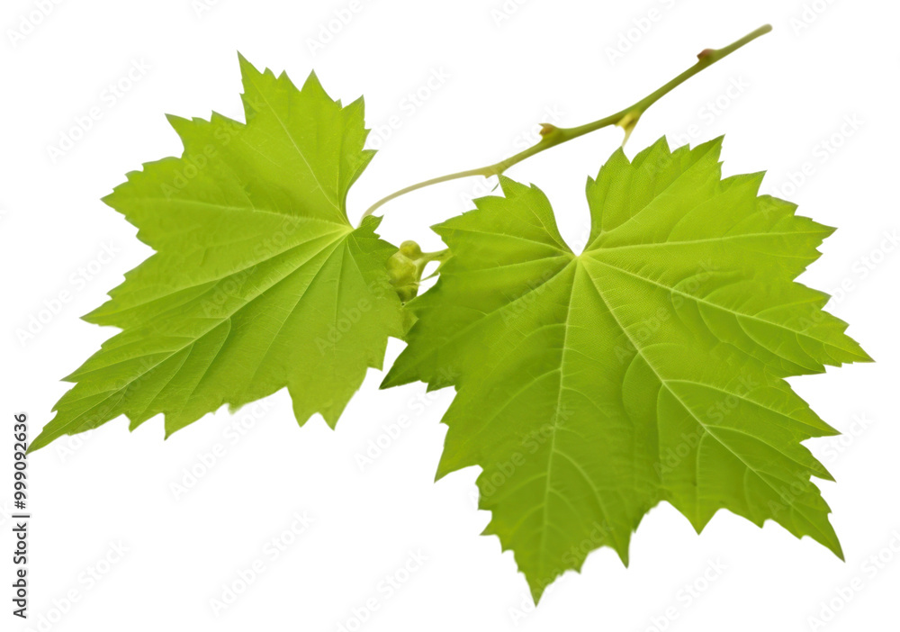 PNG Grape leaves branch maple plant. PNG Grape leaves branch maple plant.