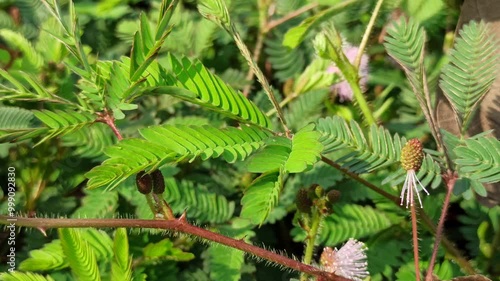 mimosa pudica plants photo