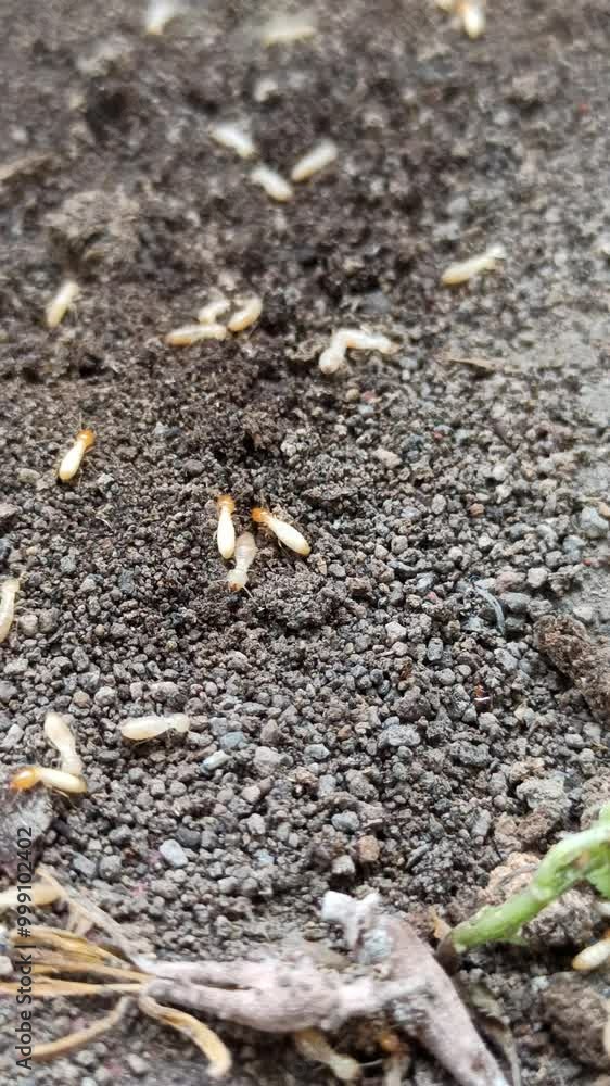 termites in the garden