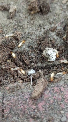 Wallpaper Mural termites in the garden Torontodigital.ca