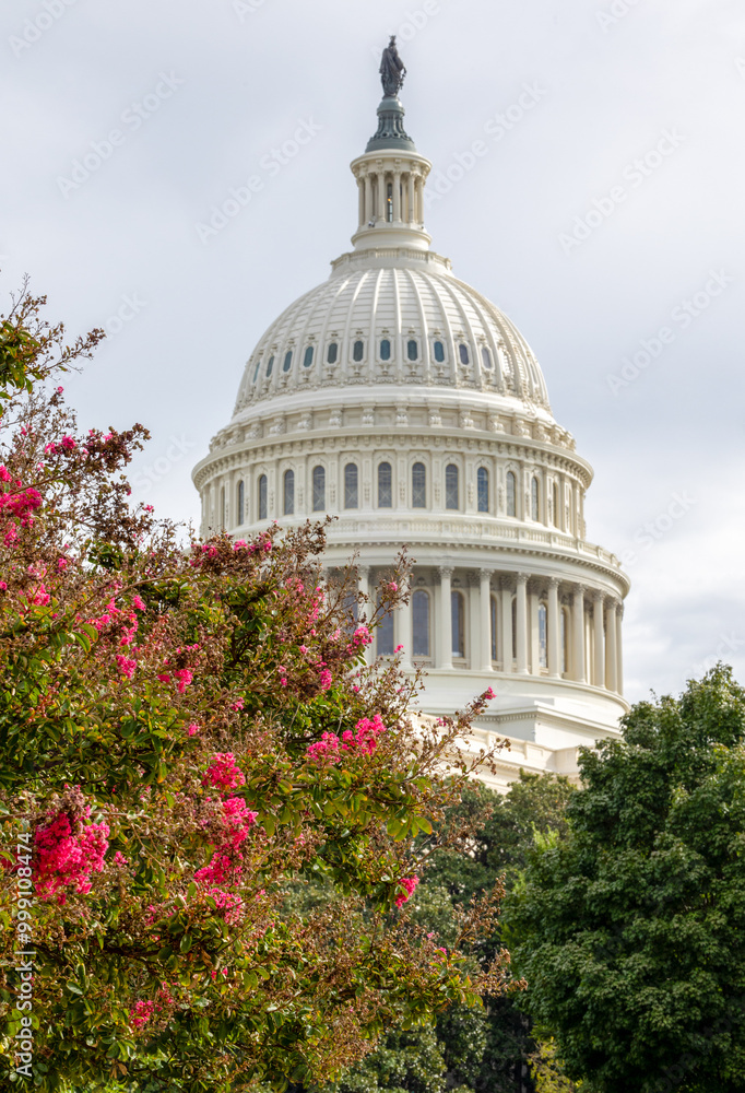Fototapeta premium Pink flowers in front of the United States Capitol