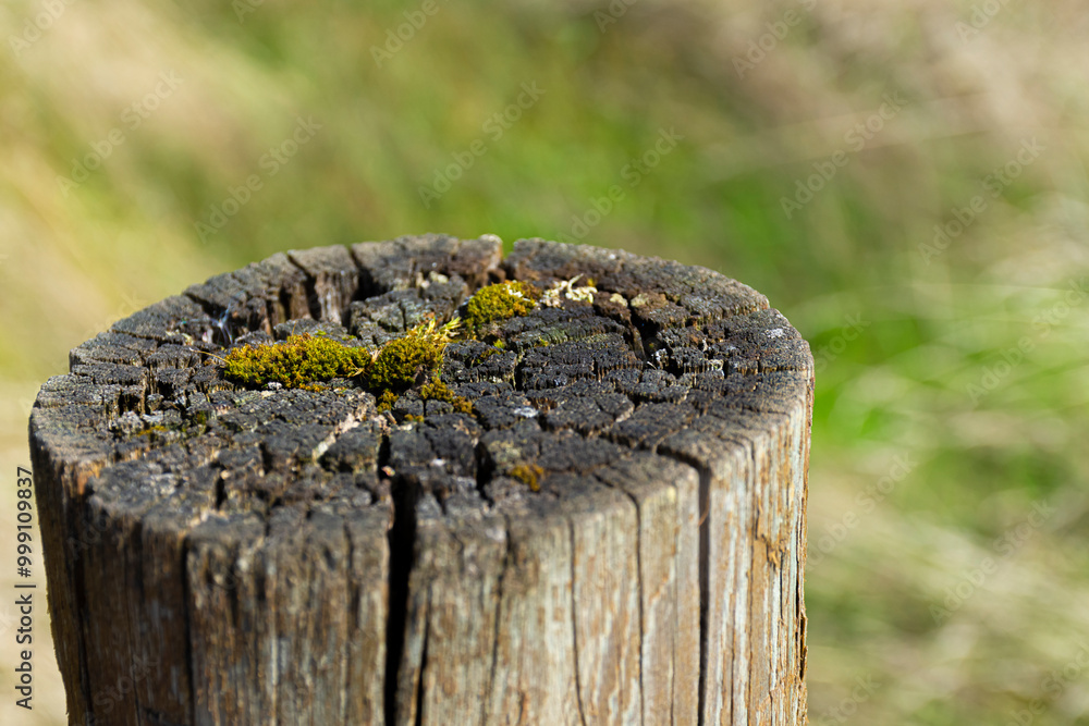 A close up image of an old weathered fence post and tuffs of fluffy green moss. A close up image of an old weathered fence post and tuffs of fluffy green moss.