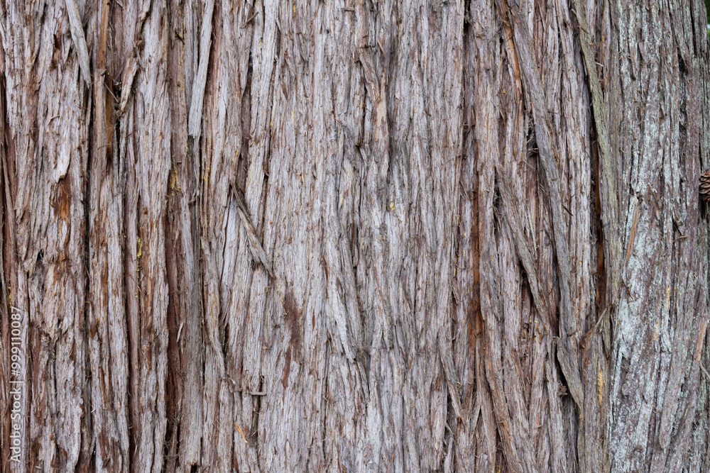 An abstract image of the rough and weathered texture of thick peeling tree bark. An abstract image of the rough and weathered texture of thick peeling tree bark.