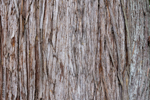 An abstract image of the rough and weathered texture of thick peeling tree bark. 