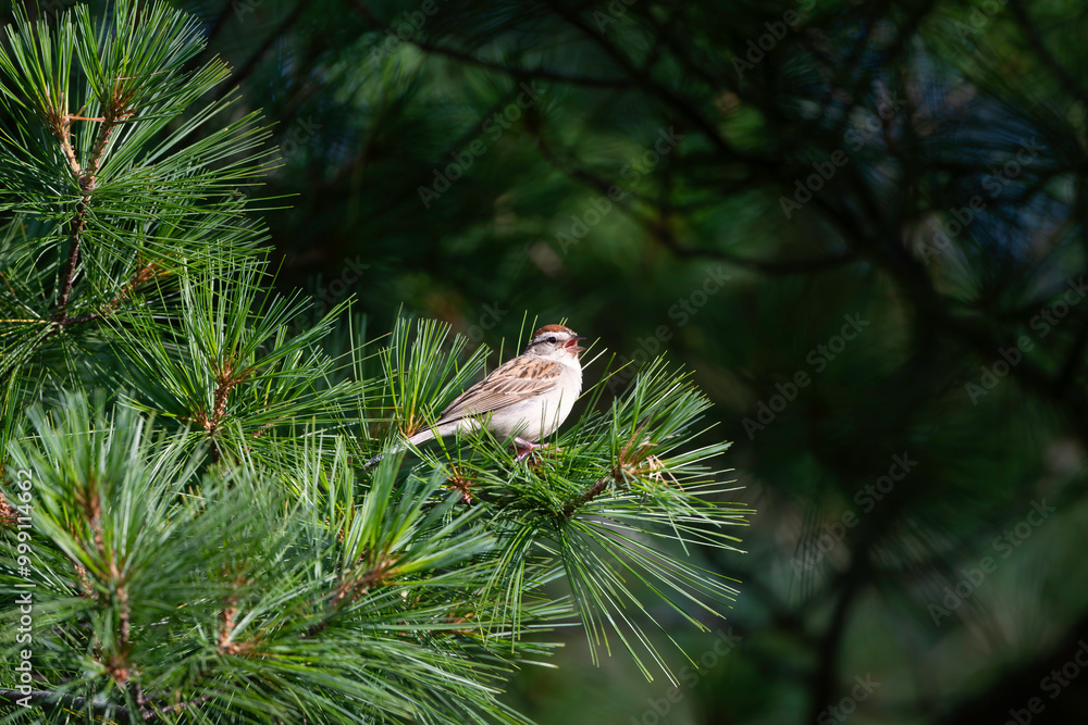 Fototapeta premium Birds I photographed in New York