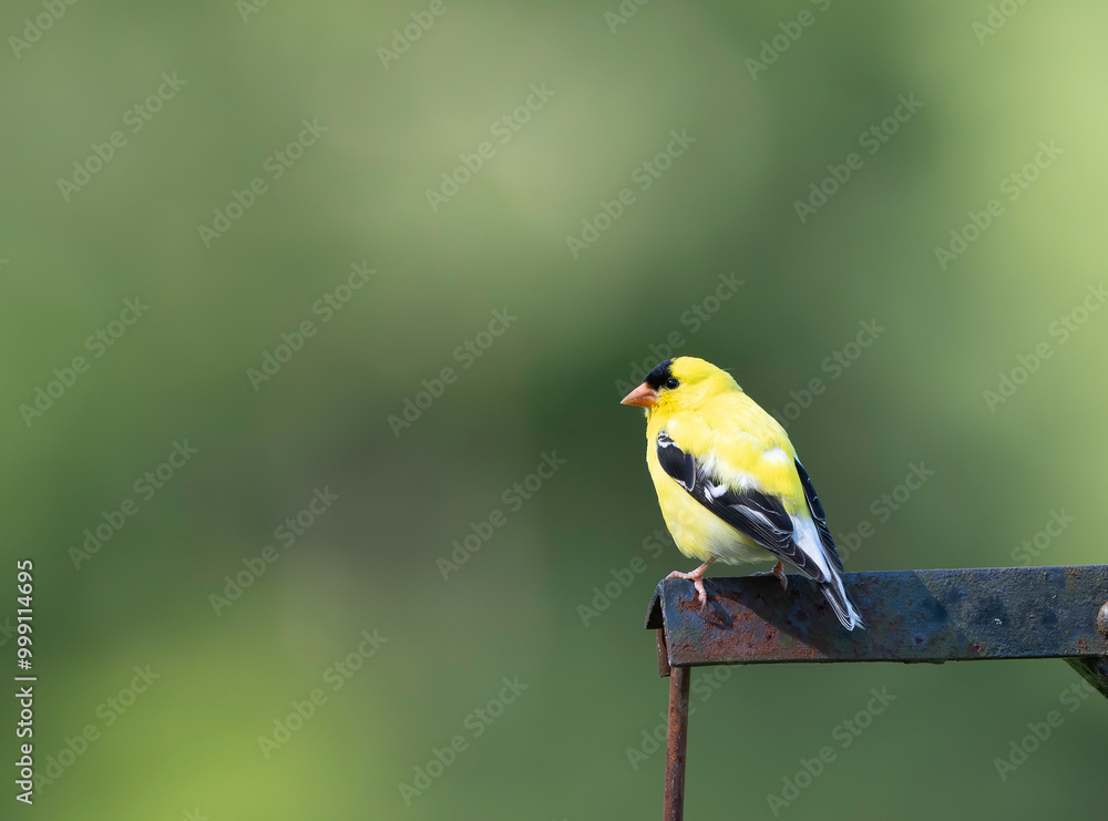 Fototapeta premium Birds I photographed in New York
