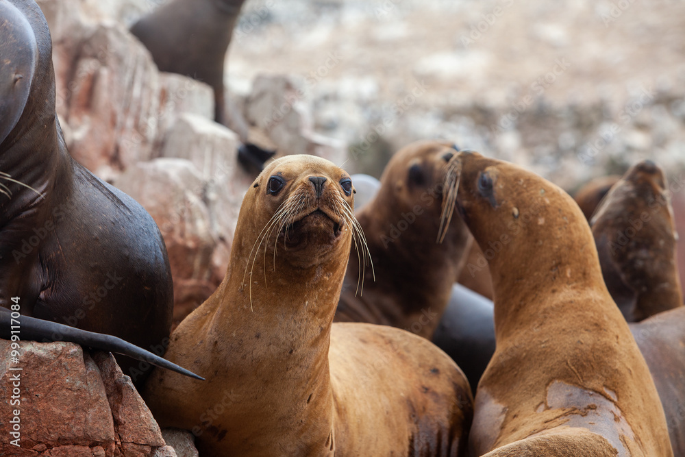 Fototapeta premium These playful sea lions know how to enjoy life in paradise. The islands are not only a sanctuary for them but also a stunning wildlife haven