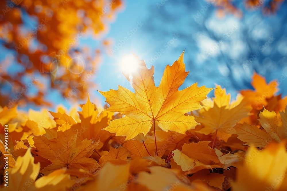Vibrant autumn maple branches against a clear sky with golden foliage and nature s beauty Vibrant autumn maple branches against a clear sky with golden foliage and nature s beauty