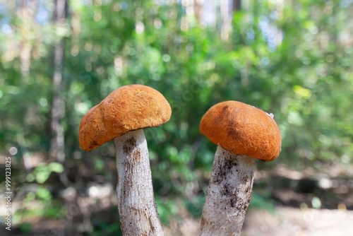 Colorful, unfocused natural background with aspen mushrooms. Selective focus