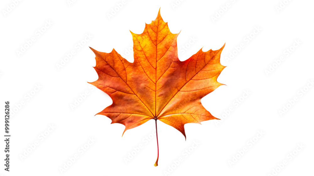 Autumnal maple leaf with vibrant red hues, isolated on a crisp white background Autumnal maple leaf with vibrant red hues, isolated on a crisp white background