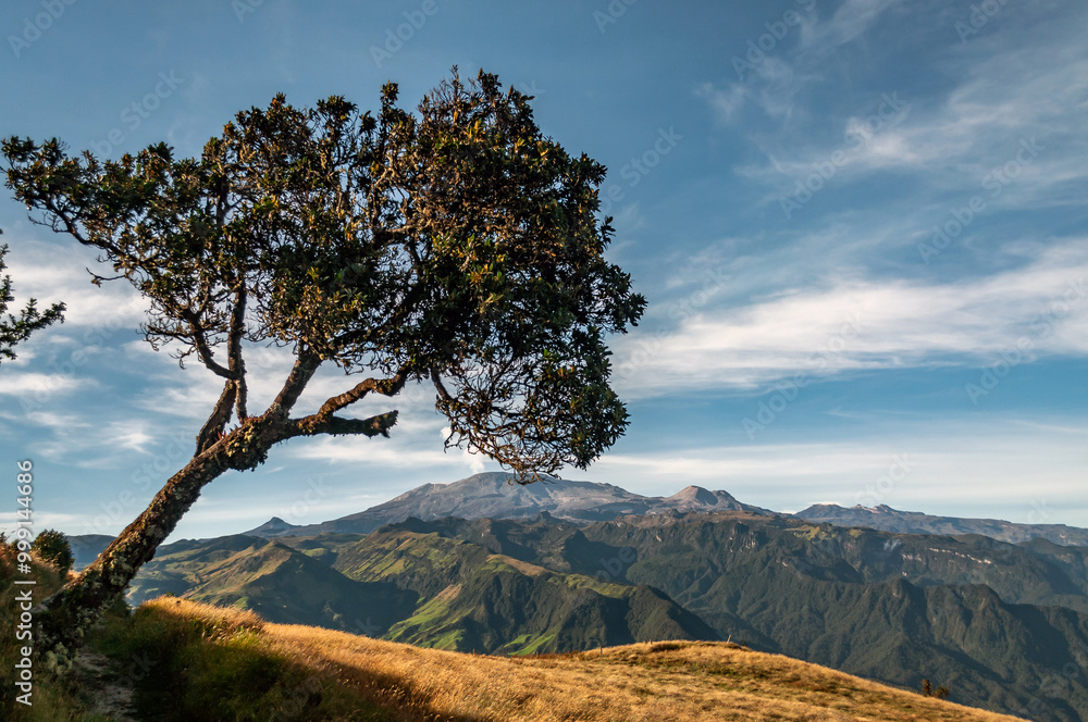 tree in a mountain meadow landscape with volcanoes and snow-capped mountains in the background with blue sky and beautiful clouds for wallpaper calls for trips to incredible places tree in a mountain meadow landscape with volcanoes and snow-capped mountains in the background with blue sky and beautiful clouds for wallpaper calls for trips to incredible places