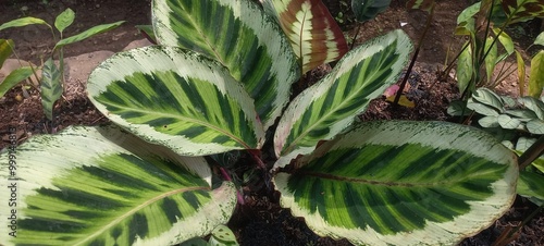 Calathea Roseopicta Angela plant photo