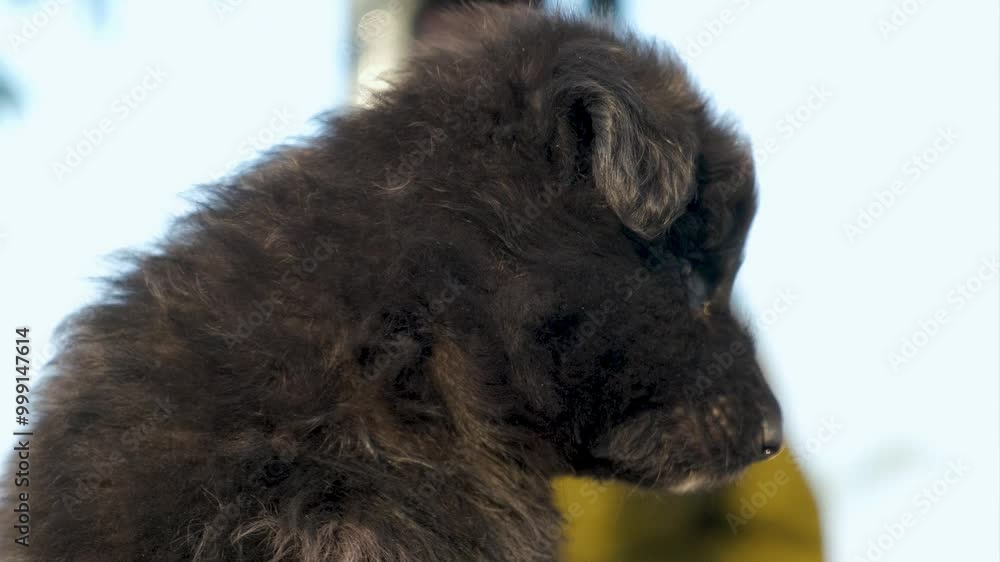Puppy being caressed by his owner. cute puppy being cuddled in hands. person holding a puppy in their hands. person holding a dog. person with a dog. view of hands and a dog. Puppy being caressed by his owner. cute puppy being cuddled in hands. person holding a puppy in their hands. person holding a dog. person with a dog. view of hands and a dog.