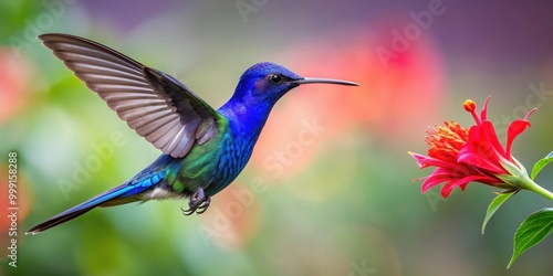 Blue hummingbird Violet Sabrewing flying next to beautiful red flower, bird, hummingbird, sabrewing, blue, violet, red, flower