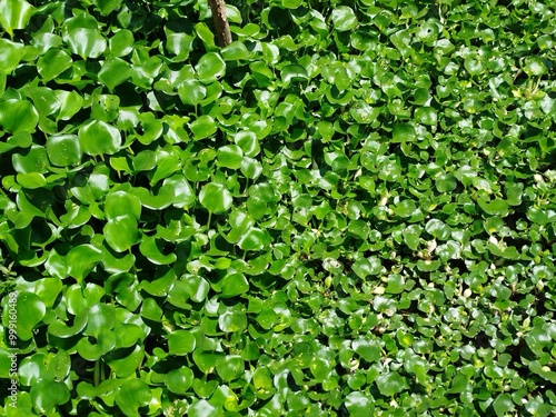 A close-up image of a dense patch of eceng gondok (water hyacinth) plants. The leaves are a vibrant green and have a smooth, oval shape. They are arranged tightly together, creating a textured pattern photo