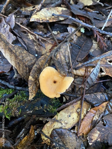 Hydnum Repandum Mushroom  photo