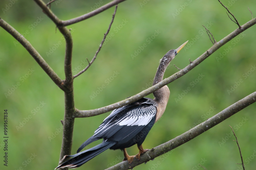 an anhinga sitting on a branch with the rainforest in the background an anhinga sitting on a branch with the rainforest in the background