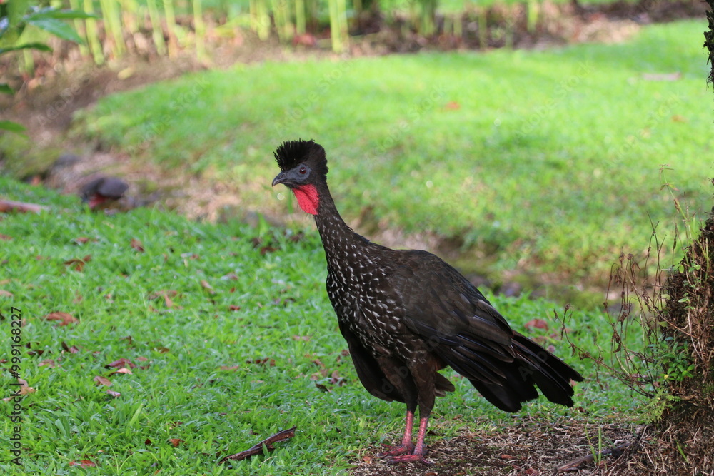 Obraz premium A Crested guan standing in the grass, Costa Rica