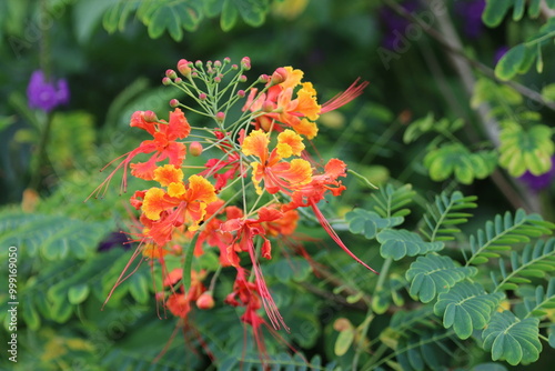 Red yellow and orange flowers from Costa Rica