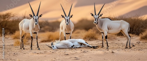 Herd of graceful antelopes in the african savanna