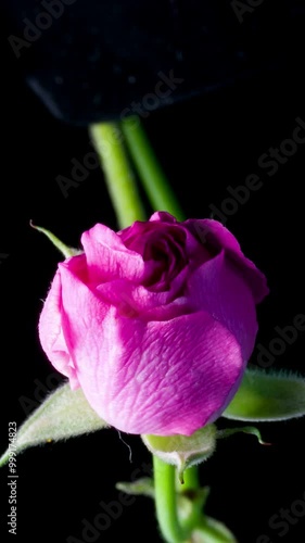 Vertical frame rose flowering time-lapse photography