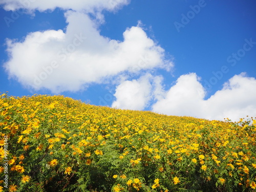 field of yellow flowers