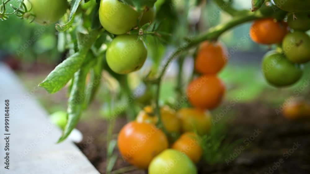 Ripening organic fresh tomatoes plants on a bush. Growing own fruits and vegetables in a homestead. Gardening and lifestyle of self-sufficiency. Close-up slow motion view. Ripening organic fresh tomatoes plants on a bush. Growing own fruits and vegetables in a homestead. Gardening and lifestyle of self-sufficiency. Close-up slow motion view.
