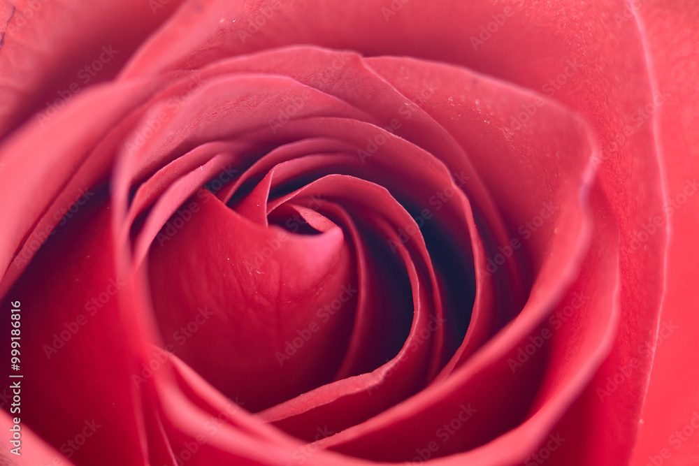 A RED rose up close, where every petal tells a story.The intricate beauty of nature is all around us, sometimes we just need to zoom in to appreciate the details. A RED rose up close, where every petal tells a story.The intricate beauty of nature is all around us, sometimes we just need to zoom in to appreciate the details.
