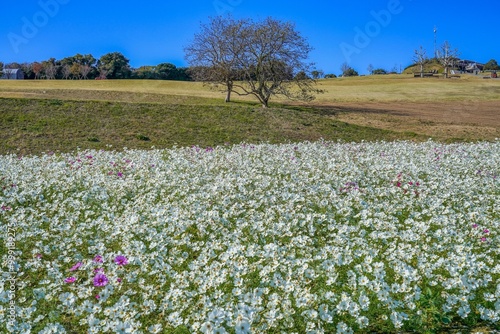 Wallpaper Mural 満開の白いコスモス咲く丘の情景 Torontodigital.ca
