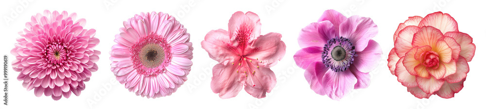 Pink flower png cut out element set Pink flower png cut out element set