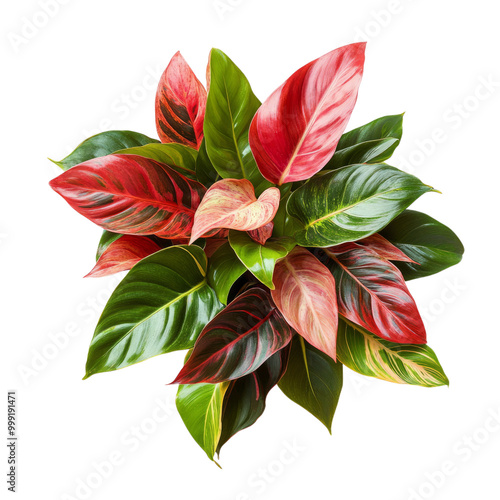 Beautiful red and green flora pattern with pink and red blossoms, perfect for Christmas decoration