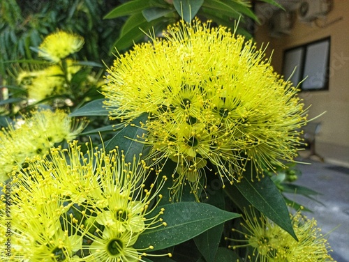 Xanthostemon chrysanthus or Santos lemon flower is a popular garden plant with striking yellow blooms, commonly known as the Golden Penda tree, which is a tree species found growing naturally. photo